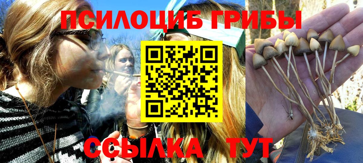 Галлюциногенные грибы Psilocybine cubensis Гусев